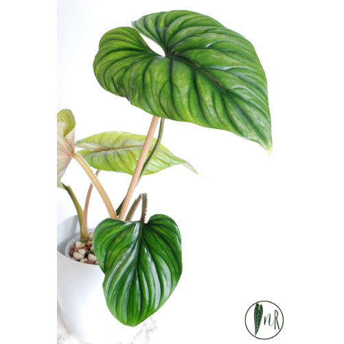 Philodendron plowmanii