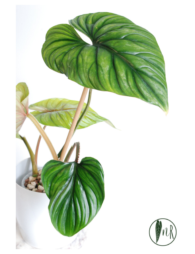 Philodendron plowmanii