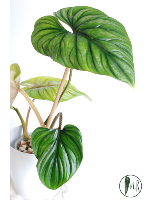 Philodendron plowmanii