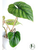 Philodendron plowmanii