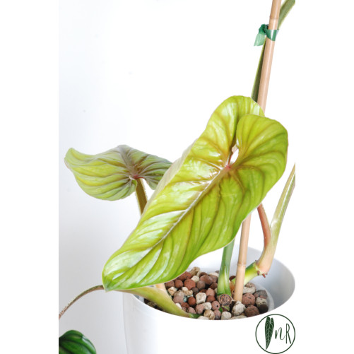 Philodendron plowmanii