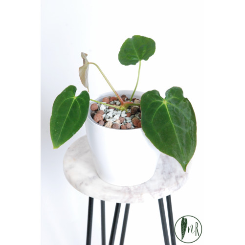 Anthurium magnificum DF x...