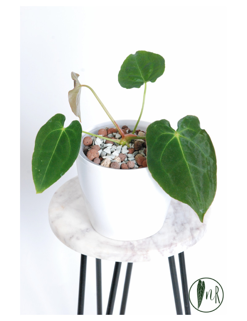 Anthurium magnificum DF x forgetii