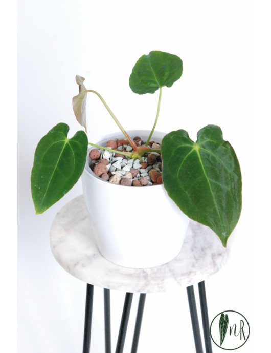 Anthurium magnificum DF x forgetii