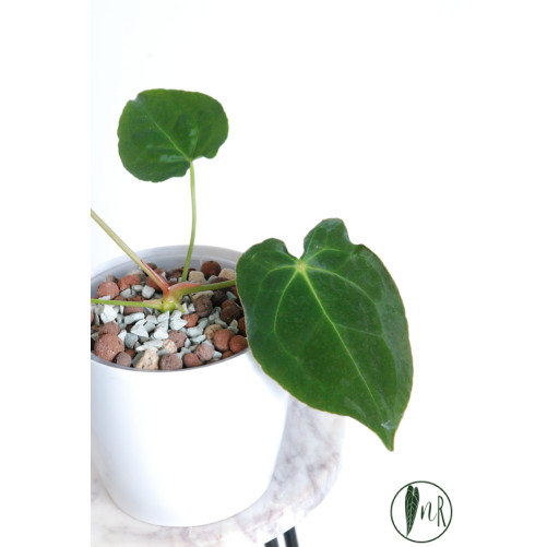 Anthurium magnificum DF x forgetii