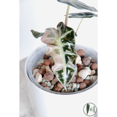 Alokazja polly pink variegata