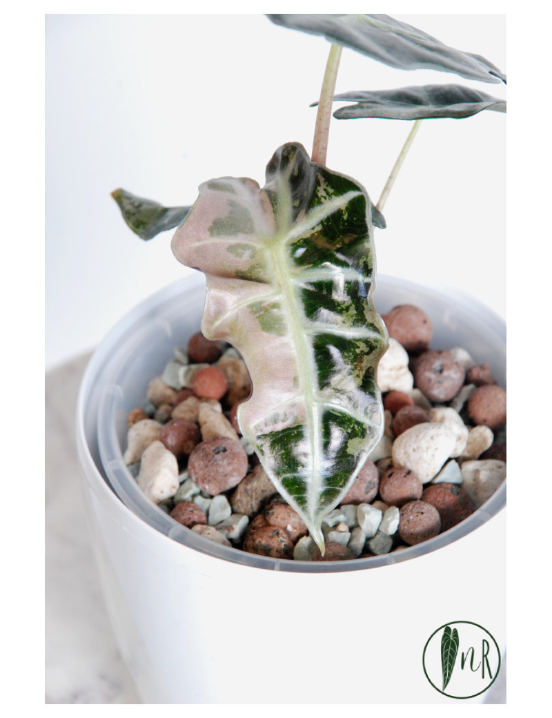 Alokazja polly pink variegata