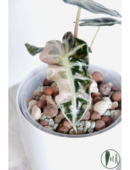Alokazja polly pink variegata