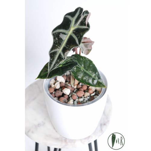 Alokazja polly pink variegata