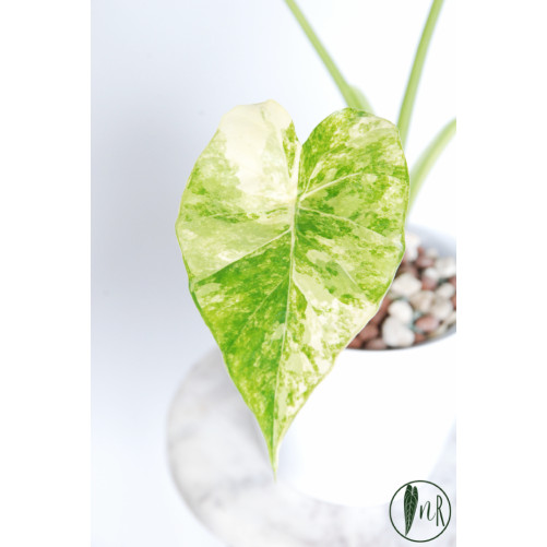 Alokazja odora yellow