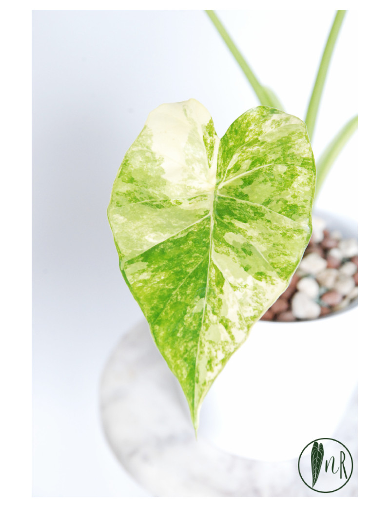 Alokazja odora yellow