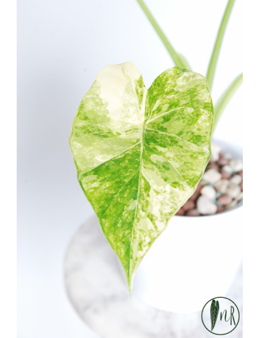 Alokazja odora yellow