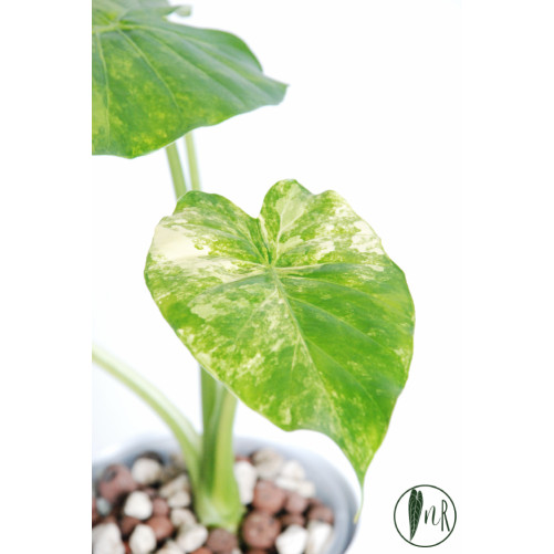 Alokazja odora yellow