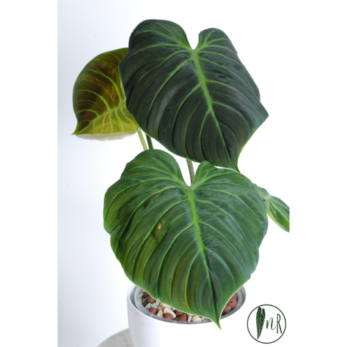 Philodendron rubrijuvenile...