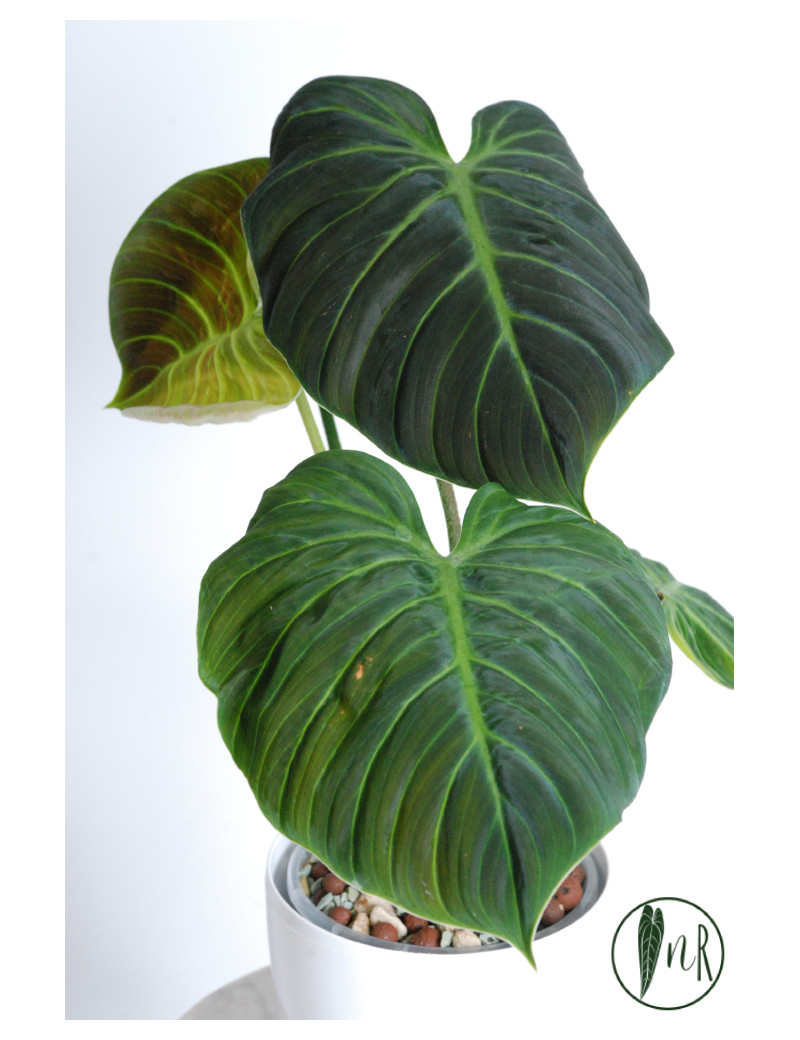 Philodendron rubrijuvenile 'El Choco Red'