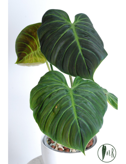Philodendron rubrijuvenile 'El Choco Red'