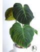 Philodendron rubrijuvenile 'El Choco Red'