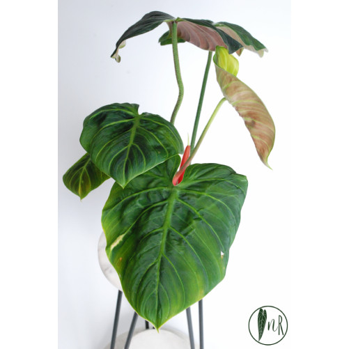 Philodendron rubrijuvenile 'El Choco Red'