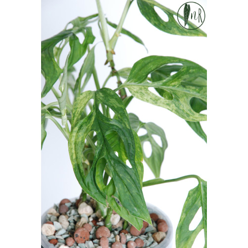 Monstera indonesian marble