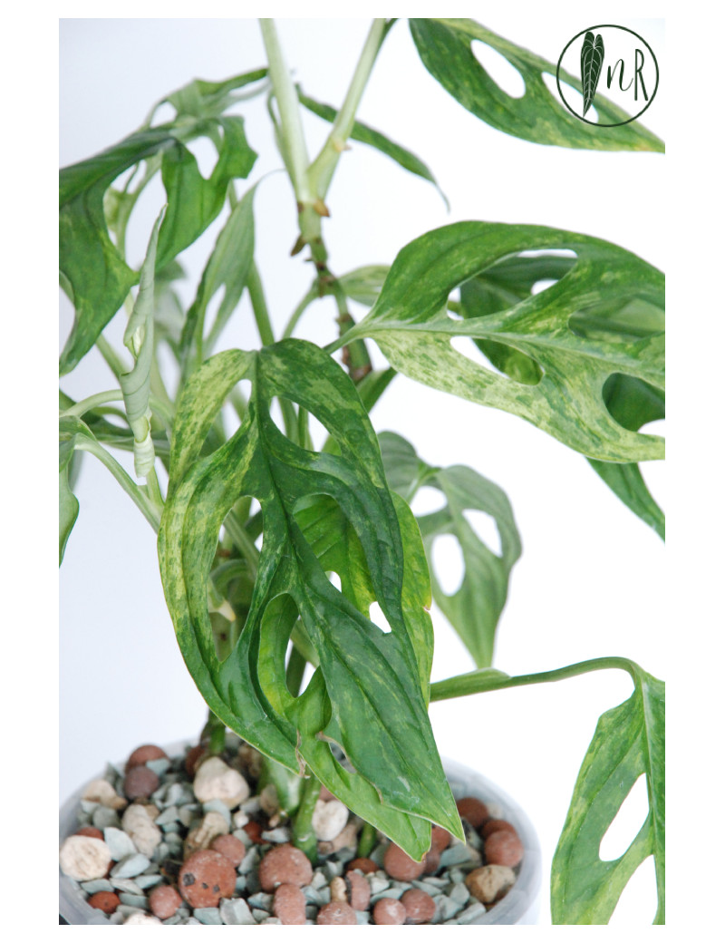 Monstera indonesian marble