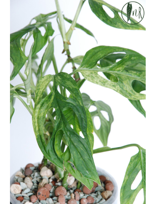 Monstera indonesian marble