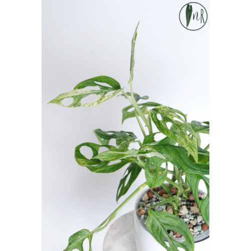 Monstera indonesian marble