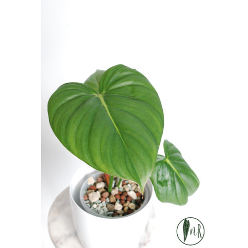 Philodendron Dean McDowell