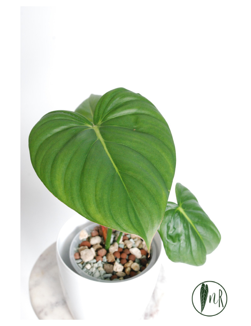 Philodendron Dean McDowell