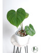Philodendron Dean McDowell