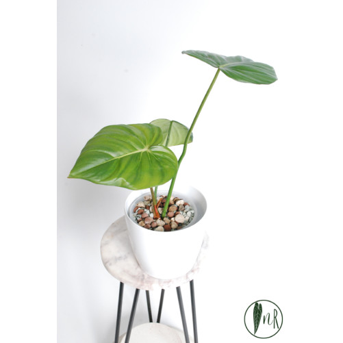 Philodendron Dean McDowell