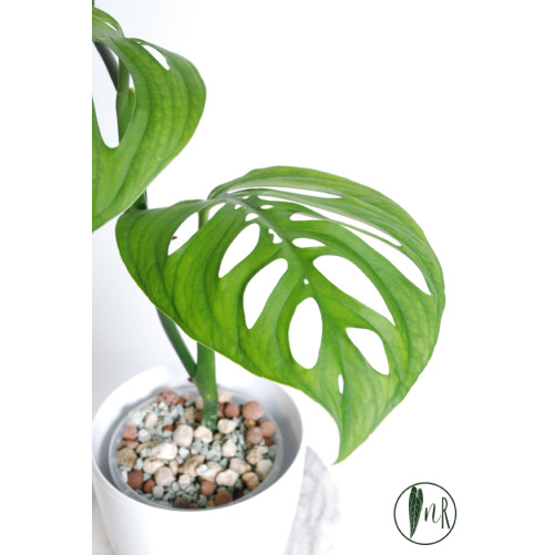 Monstera esqueleto