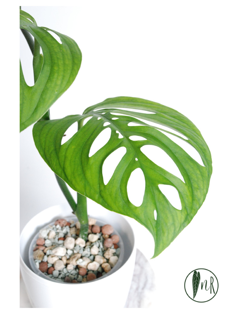 Monstera esqueleto