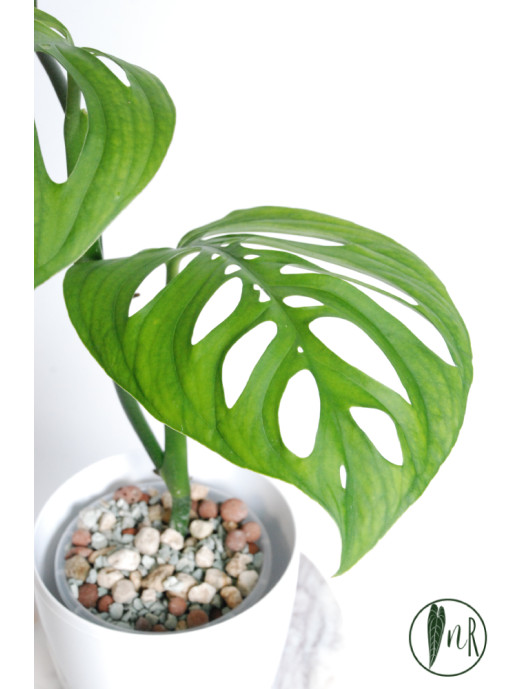 Monstera esqueleto