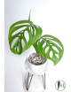 Monstera esqueleto