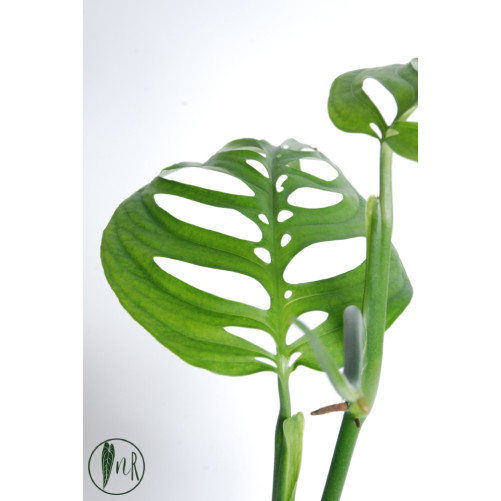 Monstera esqueleto