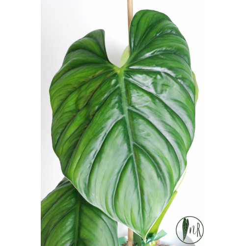 Philodendron sp. Colombia