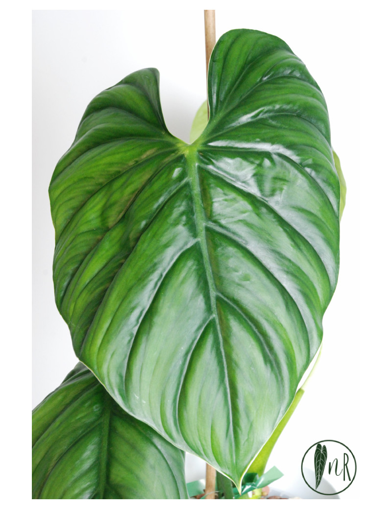 Philodendron sp. Colombia