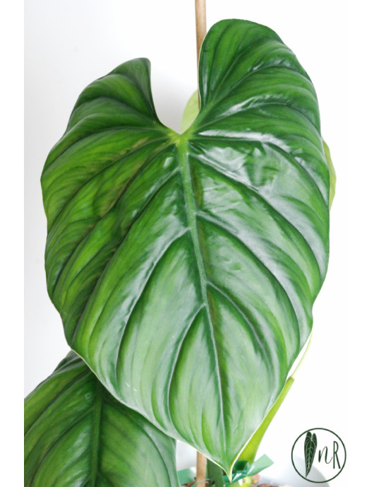 Philodendron sp. Colombia