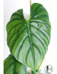 Philodendron sp. Colombia