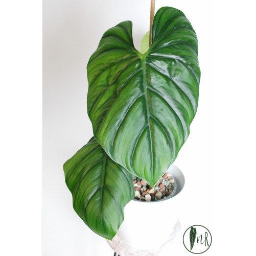 Philodendron sp. Colombia