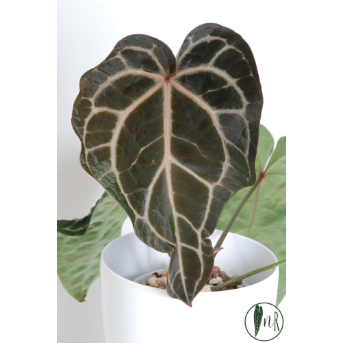 Anthurium (Michelle x Zara)...
