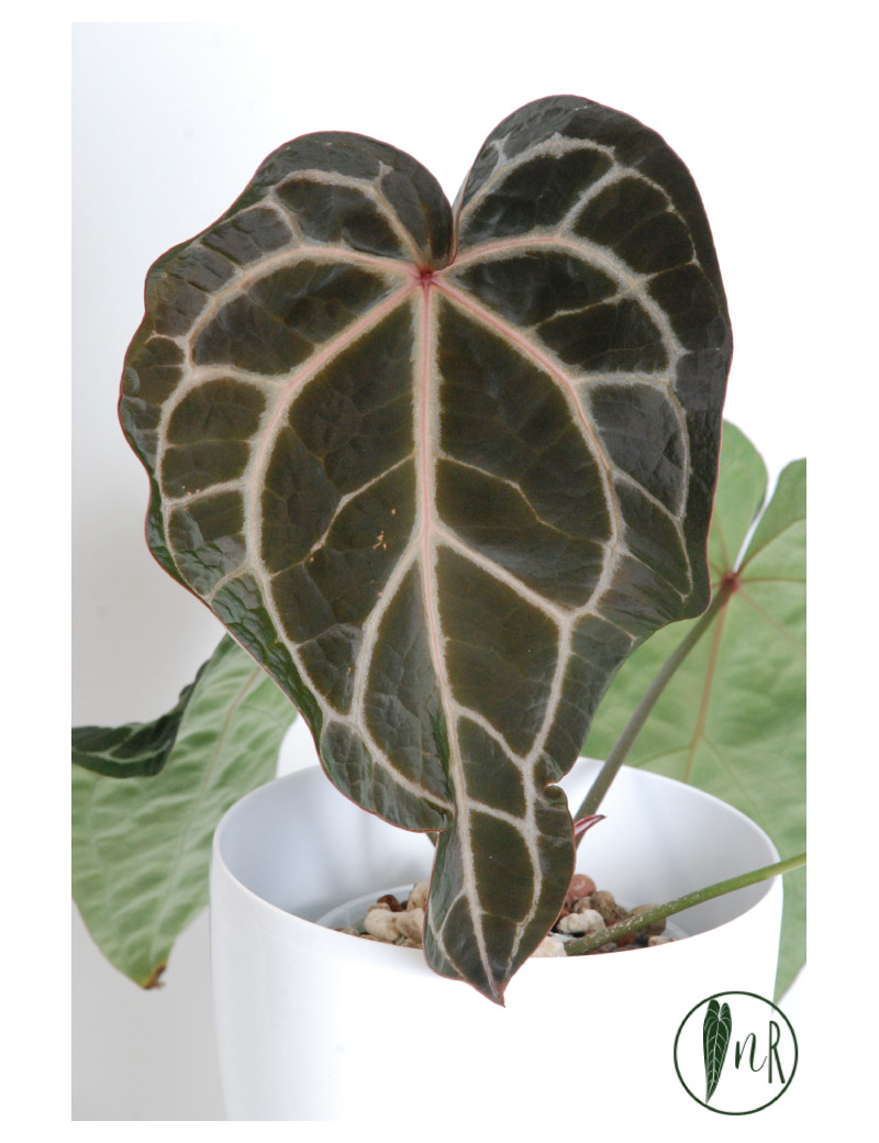 Anthurium (Michelle x Zara) x Zara