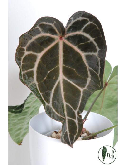 Anthurium (Michelle x Zara) x Zara