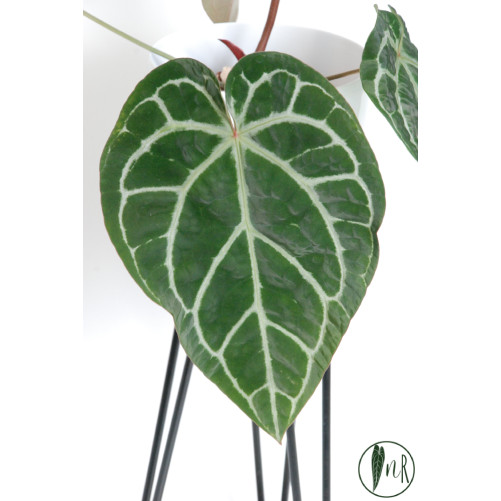 Anthurium (Michelle x Zara) x Zara