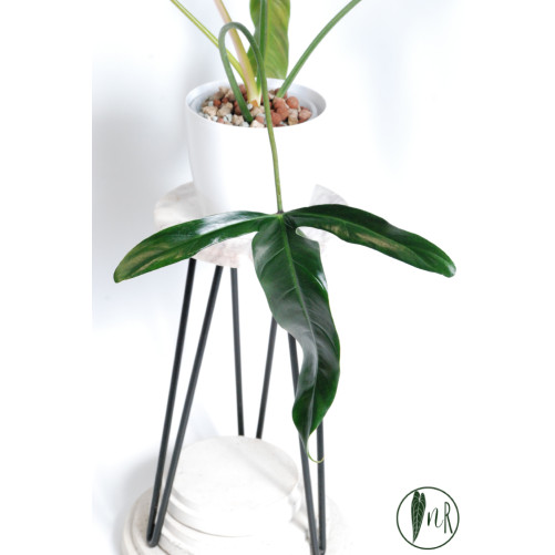 Philodendron Dayaneth dreams