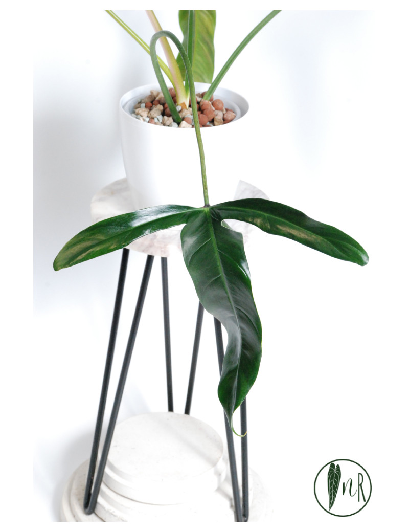 Philodendron Dayaneth dreams