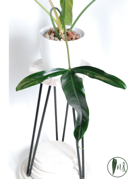 Philodendron Dayaneth dreams