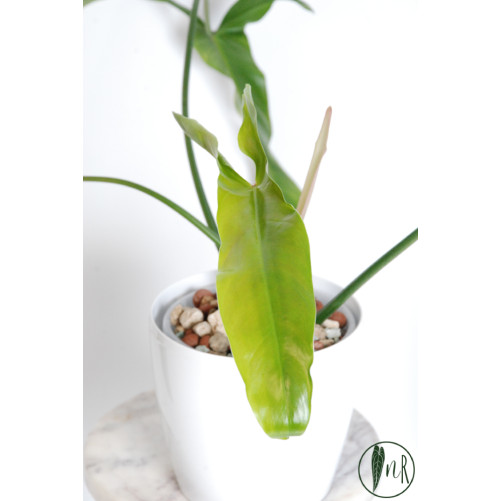 Philodendron Dayaneth dreams