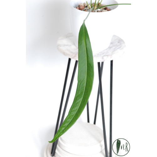 Anthurium pallidiflorum...