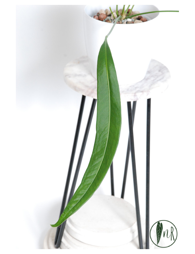 Anthurium pallidiflorum Guazhalan